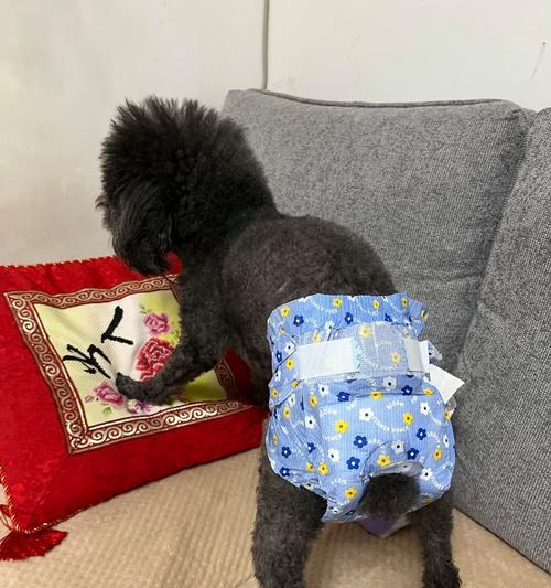 狗狗月经周期与繁殖健康（揭秘狗狗月经周期及关键影响因素）