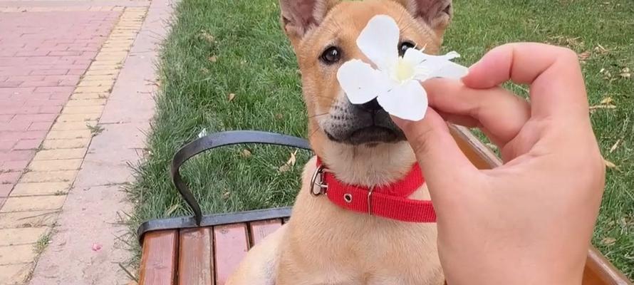 中华田园犬“弃养率”高的六个现实原因（揭示中华田园犬被弃养的真相及背后的现实困境）