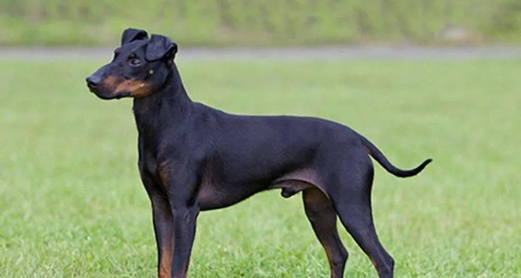 曼彻斯特梗犬的驯养指南（正确训练曼彻斯特梗犬的方法）