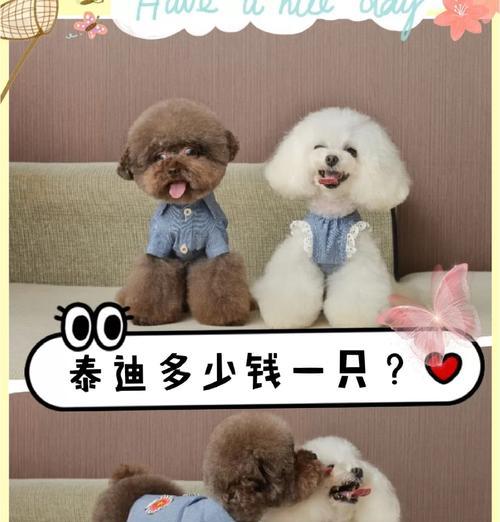 以泰迪狗来例假（泰迪狗的经期是如何进行的，如何照顾它们的健康？）