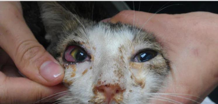 猫喉咙溃疡（探究猫喉咙溃疡的康复时间及关键因素）