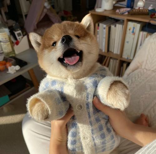 小狗生了多久睁眼？（探究小狗睁眼的时间和原因）