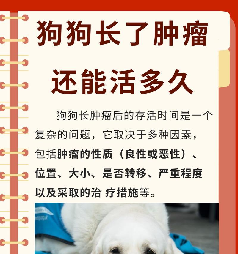 普通狗的寿命（探究狗狗的健康饮食、合理运动和充足关爱）