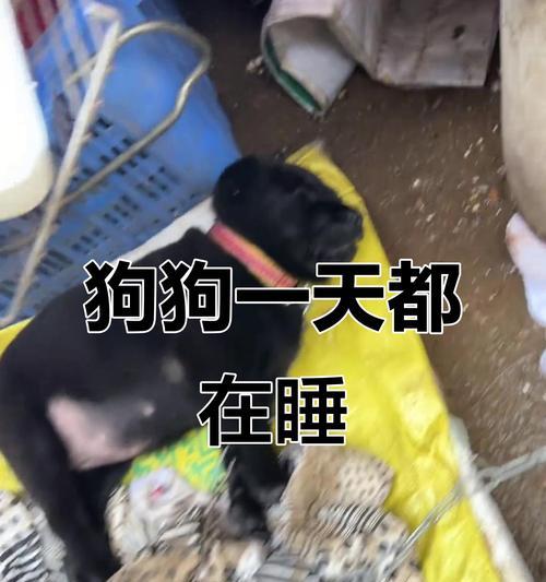 狗狗幼犬的睡眠需求与养护（探索幼犬的睡眠时间和质量，为狗狗健康提供指导）