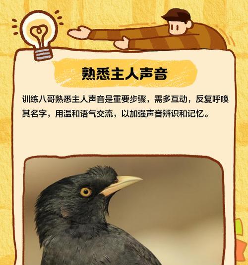 八哥鸟的语言学习能力及时间需求（探究八哥鸟学会说话的时间和关键要素）