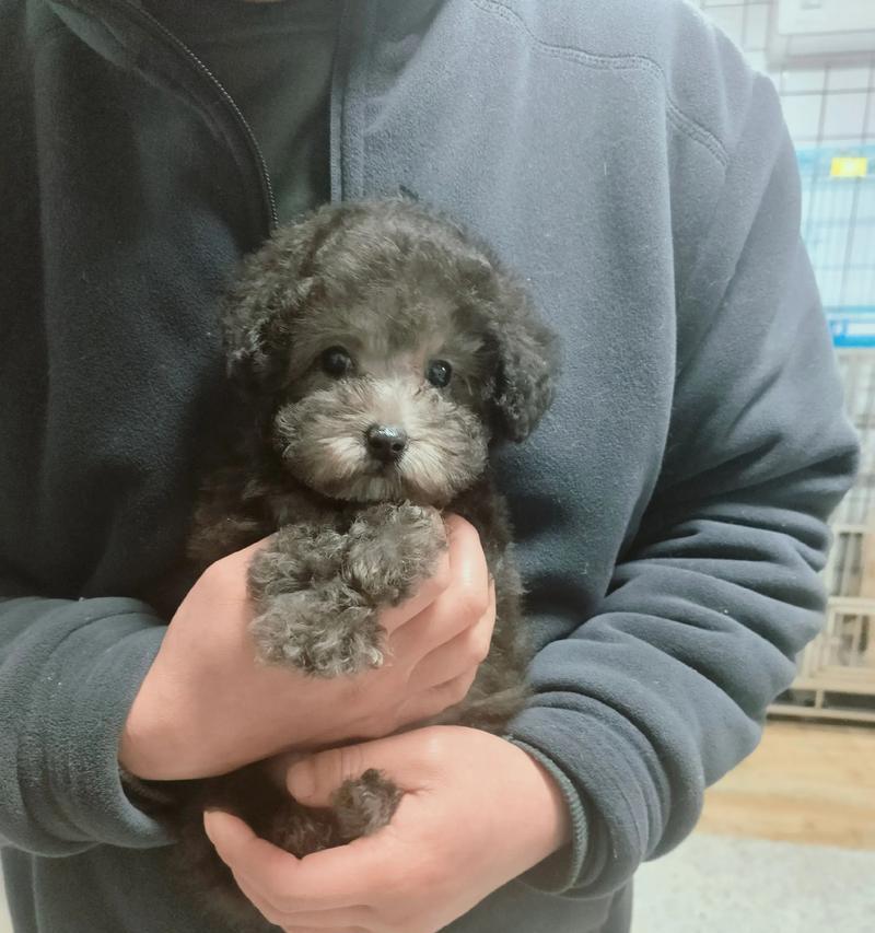 标准贵宾犬价格分析（以标准贵宾犬为例，探究其价格因素）