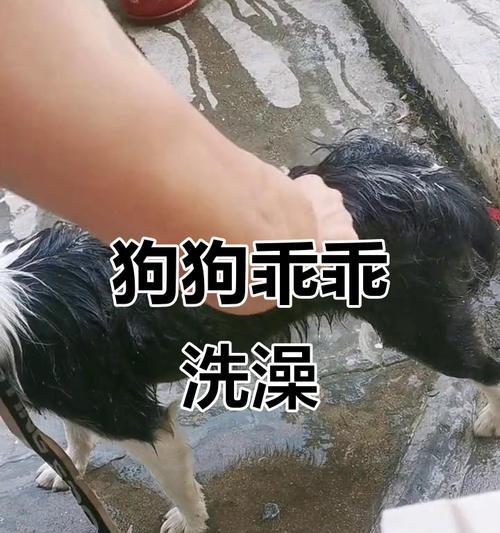 小型狗狗洗澡需要多长时间？（洗澡频率、准备工作和洗澡步骤是什么？）