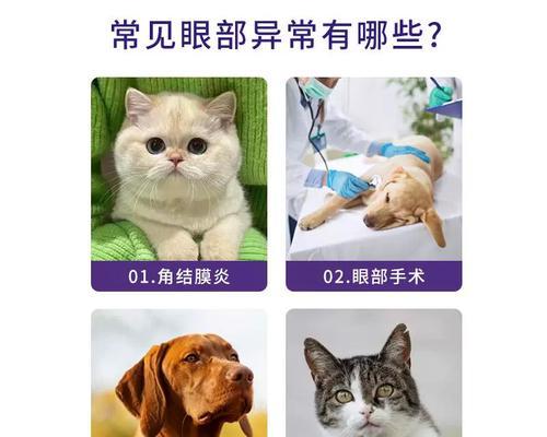 狗角膜炎的治疗时间究竟需要多长？（探讨狗角膜炎治愈时间及关键因素）