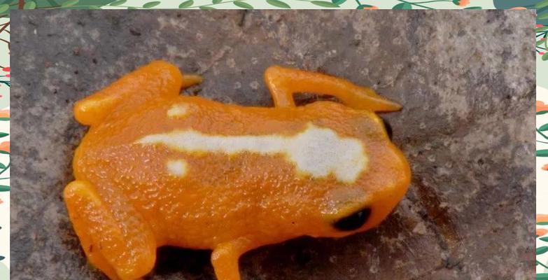 如何在鱼缸中养黄头侧颈龟？（发现鱼缸也能成为龟宠的理想家园！）