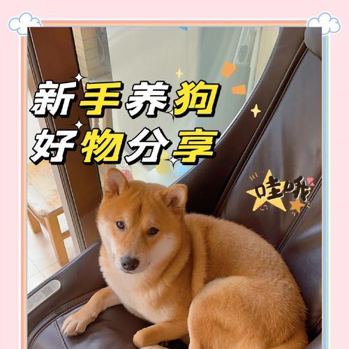 养狗必知（为你的爱犬提供更好的生活，这些好物你都知道吗？）