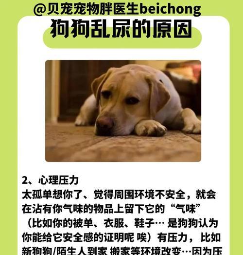 揭秘狗尿味存在的时间之谜（狗尿味能在空气中存留多久？）