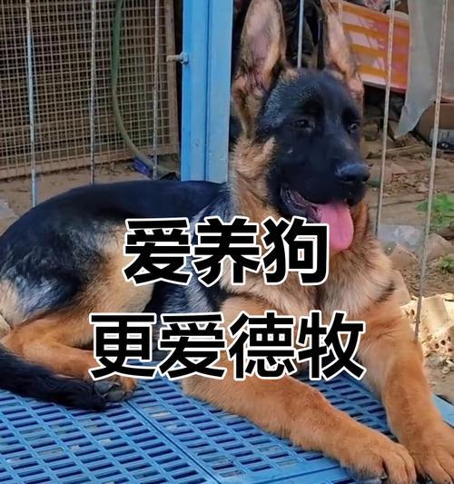 揭秘德国牧羊犬的价格背后的决定因素（德牧价格随行就市，了解这些关键因素帮你选择适合的宠物伙伴）