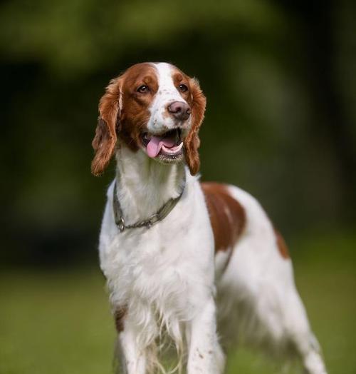 可卡犬的养育之谜（探寻可卡犬的训练与饮食之道，解答为什么不受欢迎）