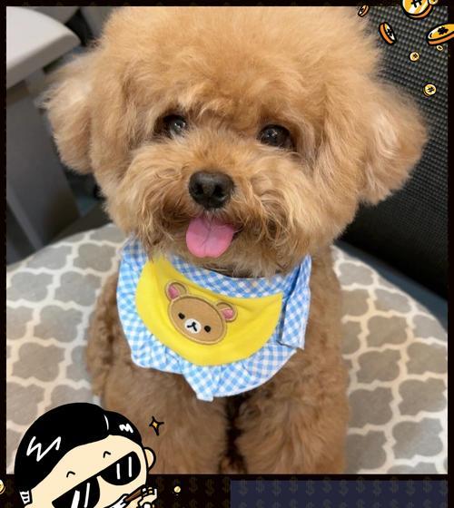 全面了解泰迪犬的照顾技巧（让你成为泰迪犬的贴心主人）