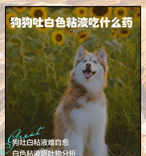 狗狗吐白色粘液，应如何处理？（了解原因和采取正确的措施，让你的狗狗恢复健康）