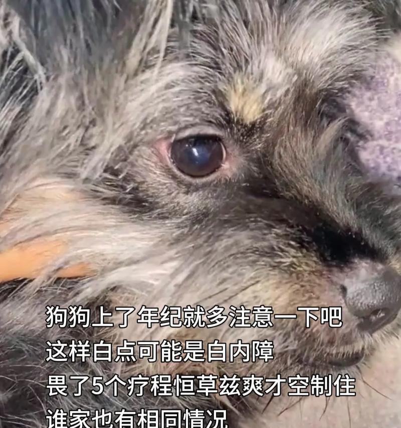 狗狗眼睛变蓝，究竟是白内障还是蓝眼病？（与犬传染性肝炎的关联大揭秘）