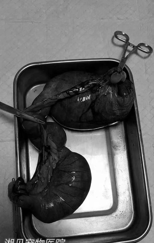 狗子宫蓄脓的症状及治疗方法（了解狗子宫蓄脓的症状和如何应对，让你的宠物健康无忧）