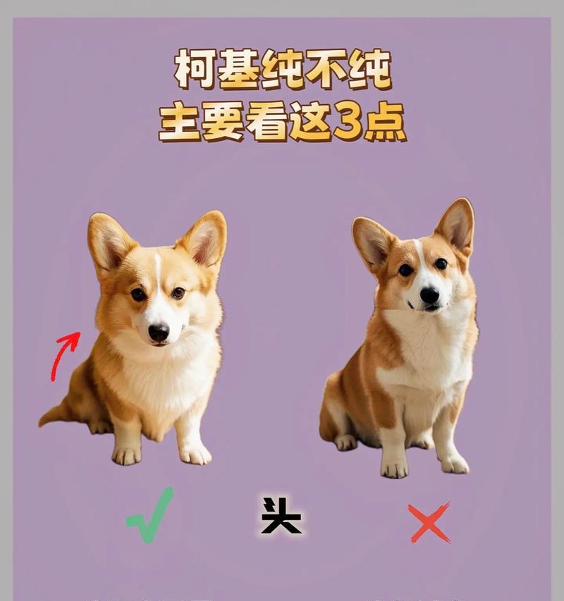 柯基的三种类型及特征（探索柯基犬的不同外貌和性格特点）
