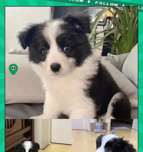 喂养边牧犬的正确方法（关爱你的边牧宝贝，健康快乐成长）