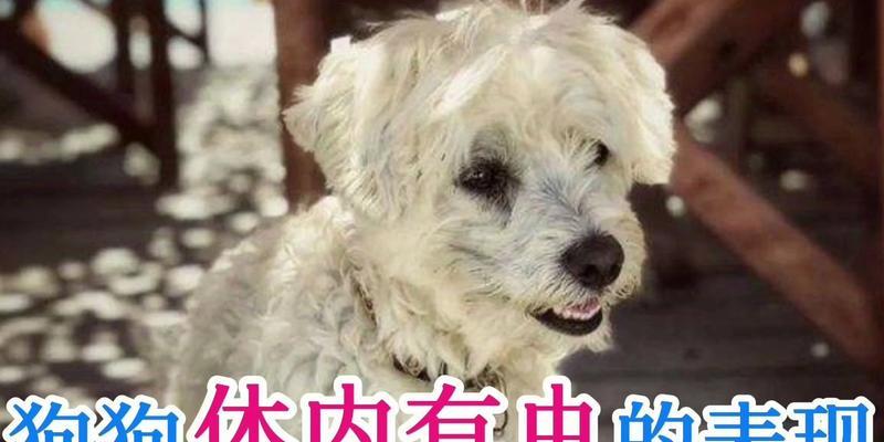 狗狗体内寄生虫的寿命及防治方法（了解狗狗寄生虫的生命周期，守护宠物健康）