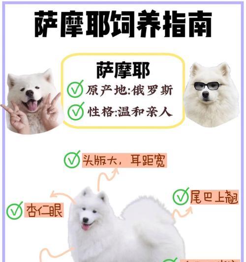 如何让断奶后的狗狗尽快适应狗粮（让宝贝迈向健康成长的秘诀）