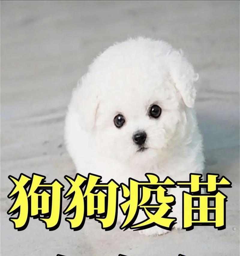 狗狗健康必备——四种核心疫苗（宠物保健，宠爱从疫苗开始）