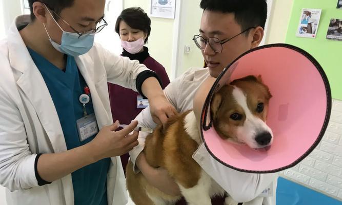 详解狗前列腺炎的前期症状及相关预防措施（了解狗前列腺炎的前期征兆，守护你的爱犬健康）