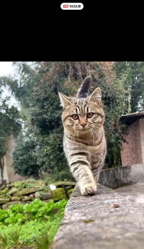 猫吃盐过量会导致死亡的危害（了解猫吃盐过量对健康的影响，保护我们可爱的伙伴）
