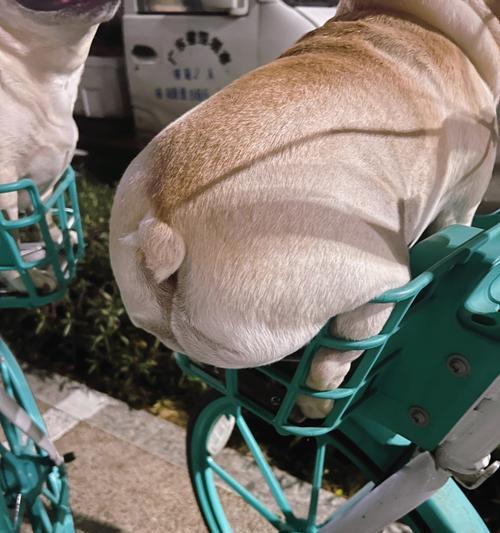 法斗狗狗的每日遛步时间需求（健康的法斗犬需要适度运动）