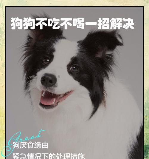 狗狗突然不吃东西了，怎么办？（探索狗狗食欲不振的原因及解决办法）