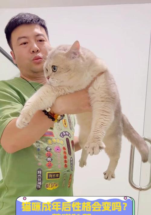 猫咪成年需要多长时间？（研究揭示猫咪成年的关键因素及时间范围）