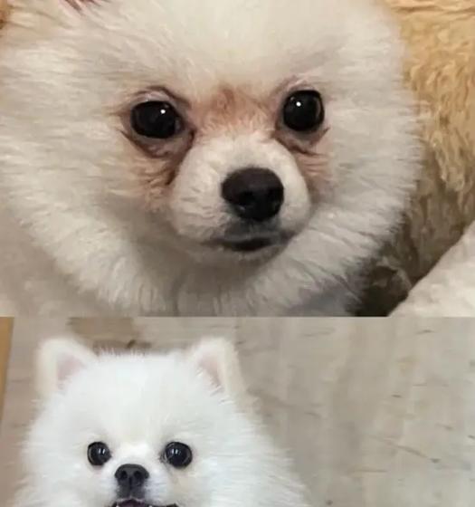 博美泪痕问题解决方案（原因分析及有效的解决方法）