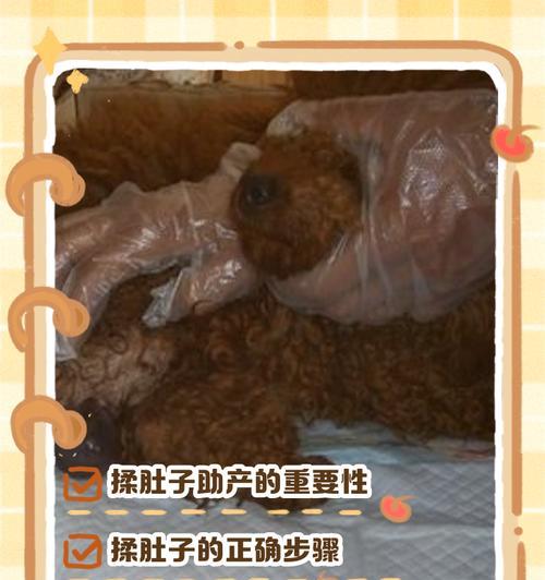 狗狗下完崽后多久下奶？（探寻狗狗哺乳期的时间长度）
