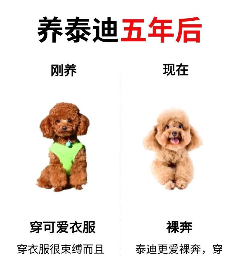 以泰迪出生多久可以送养？（泰迪犬成长与送养时间的关键）
