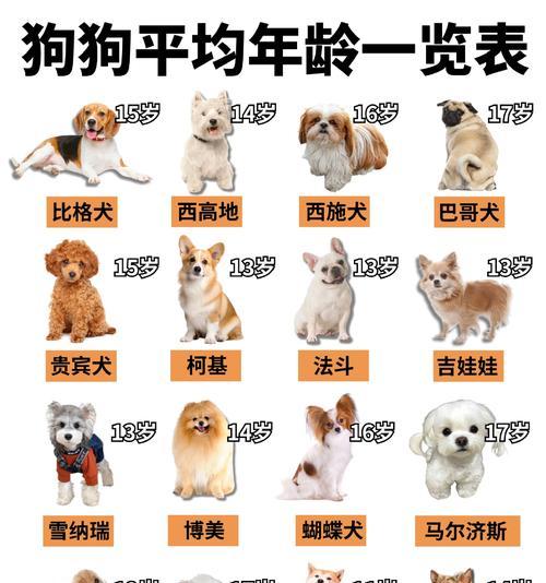 法斗配种的最佳时间以及注意事项（探究法斗配种的合适时机，为繁育健康幼犬提供指南）