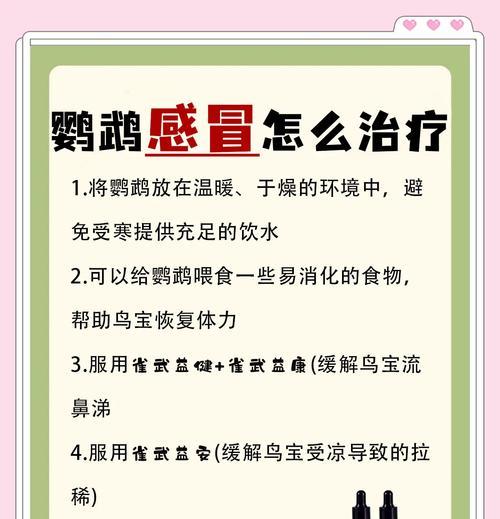 如何给鹦鹉做好保暖？——让你的鹦鹉安全度过冬天