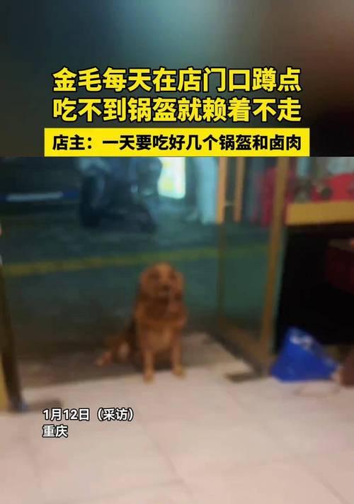 金毛宠物狗的生肉饮食（了解金毛狗的饮食需求，选择适合的生肉。）