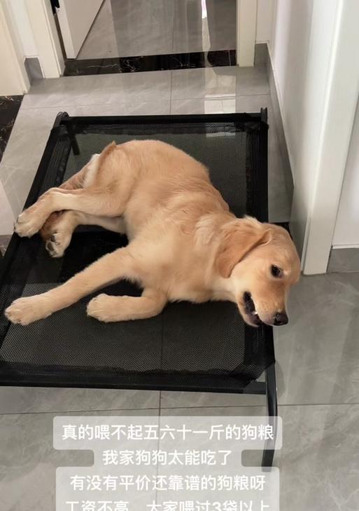 如何科学合理地喂养金毛？（金毛犬每餐应吃多少？以及如何判断它是否吃得太多或太少？）