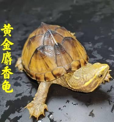不同品种的蛋龟可以混养吗？（探讨适合混养的蛋龟品种及注意事项）