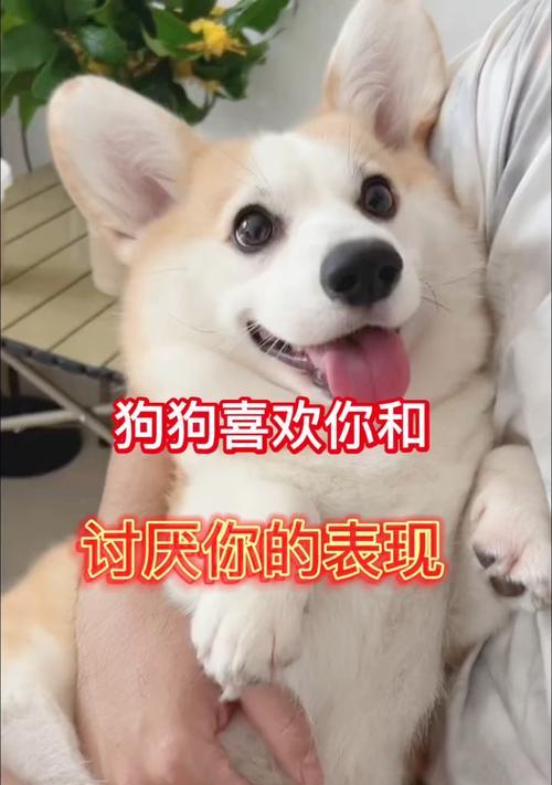 狗狗喜爱你的迹象与表现（狗狗喜欢你时会展现出的亲密行为）