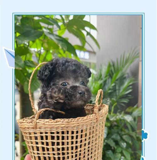 泰迪犬配种后多久能生？（探究泰迪犬繁殖周期以及繁殖过程中需注意的事项）