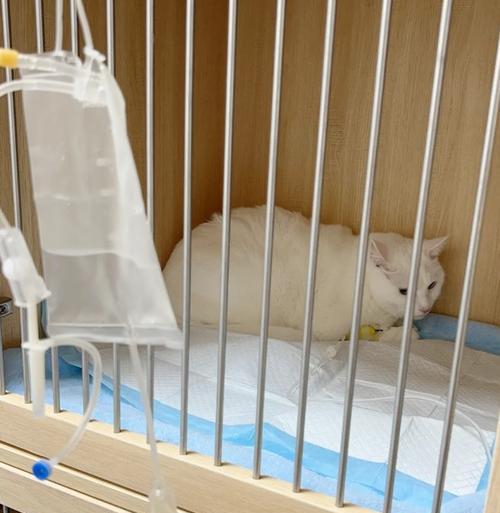 探秘猫猫专科医院（猫猫专科医院的特点与服务，让您放心交付宠物的健康）