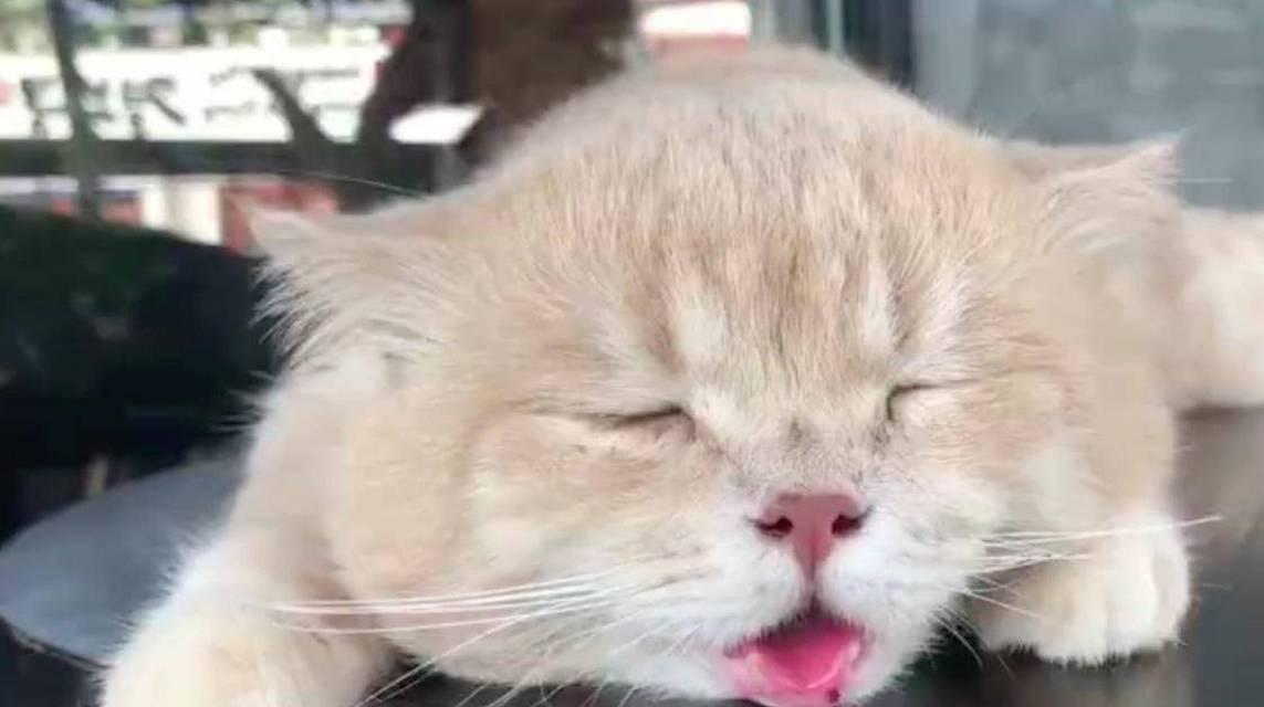 猫甲状腺功能减退症状大揭秘（了解猫甲状腺功能减退症状的常见表现及治疗方法）