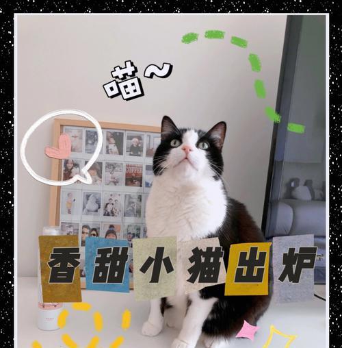 猫咪生产后多久可以洗澡？（了解适当的洗澡时机对猫咪的健康至关重要）