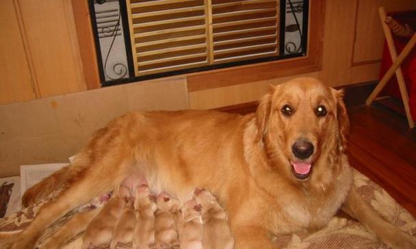 狗狗第二次怀孕的时间——探讨犬只繁殖的最佳时机（了解狗狗第二次怀孕周期及注意事项）