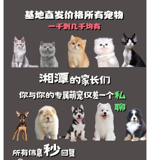 宠物发布网站（了解宠物发布网站的种类和功能，让您轻松找到理想的宠物伙伴）