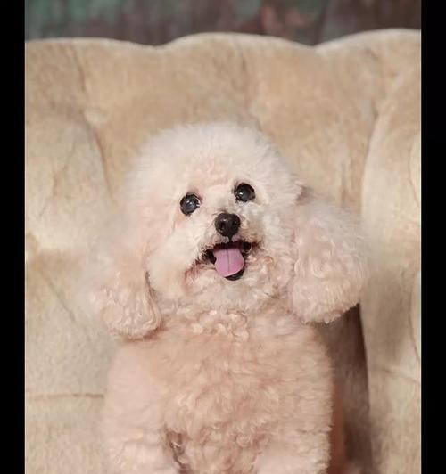 揭秘贵宾犬的寿命之谜（探寻贵宾犬长寿与死亡的症状）