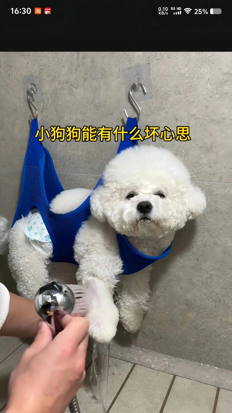 宠物美容的重要性与技巧（打造宠物的时尚造型与健康护理）