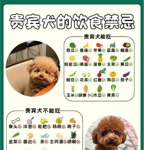 养贵宾犬的5个注意事项，让你远离后悔之门（五大关键点让你成为贵宾犬专家）