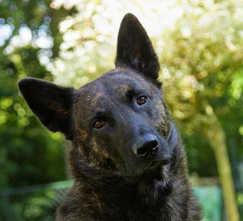 百科长须牧羊犬（深入了解长须牧羊犬的品种特征和训练技巧）